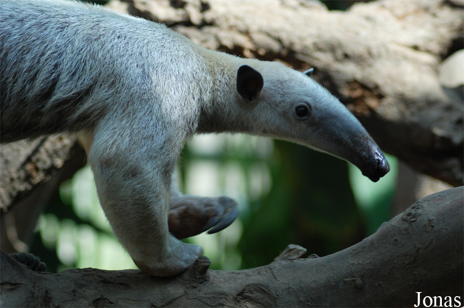 Tamandua tetradactyla