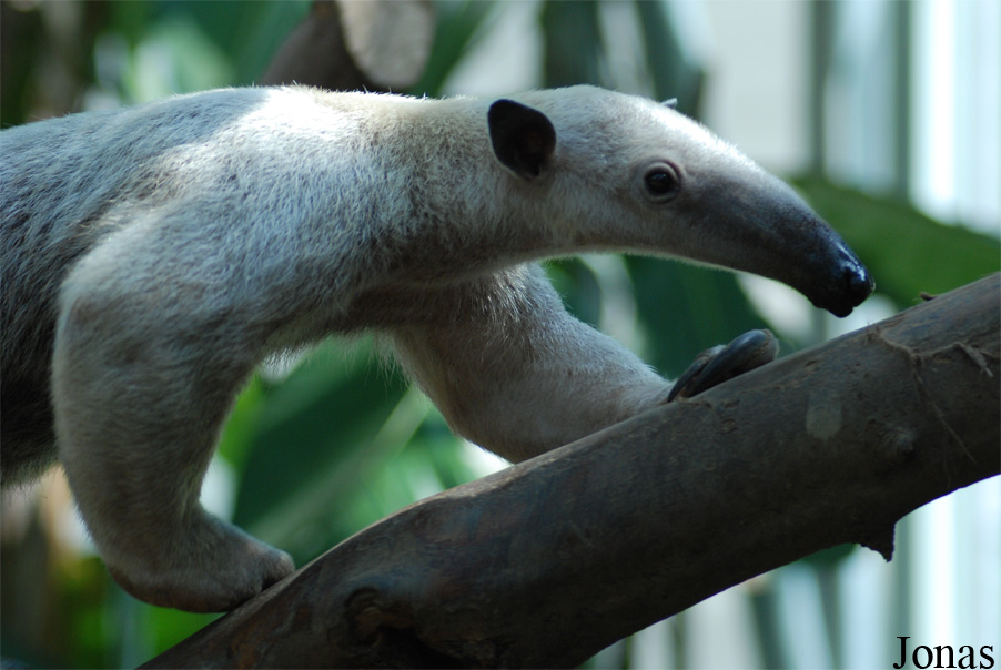 Tamandua tetradactyla