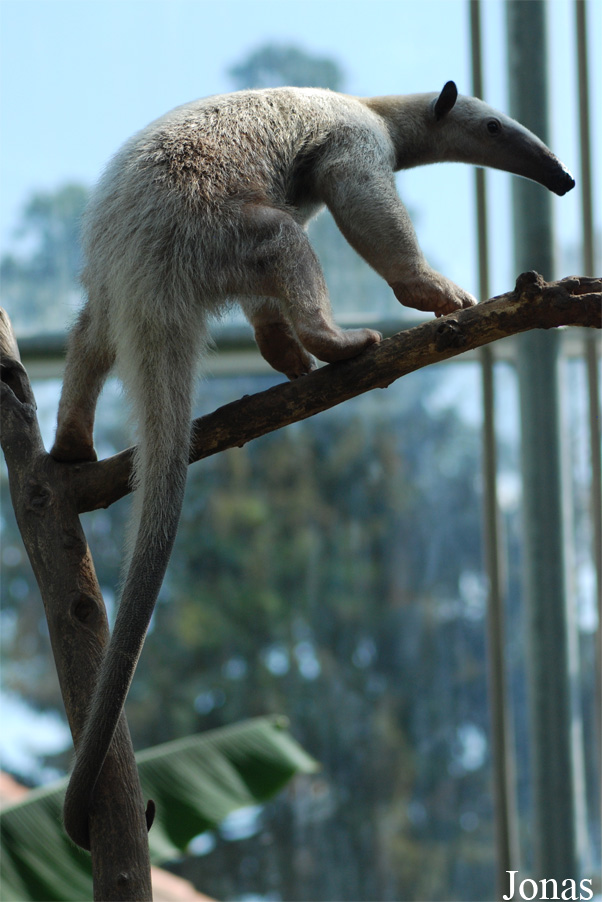 Tamandua tetradactyla