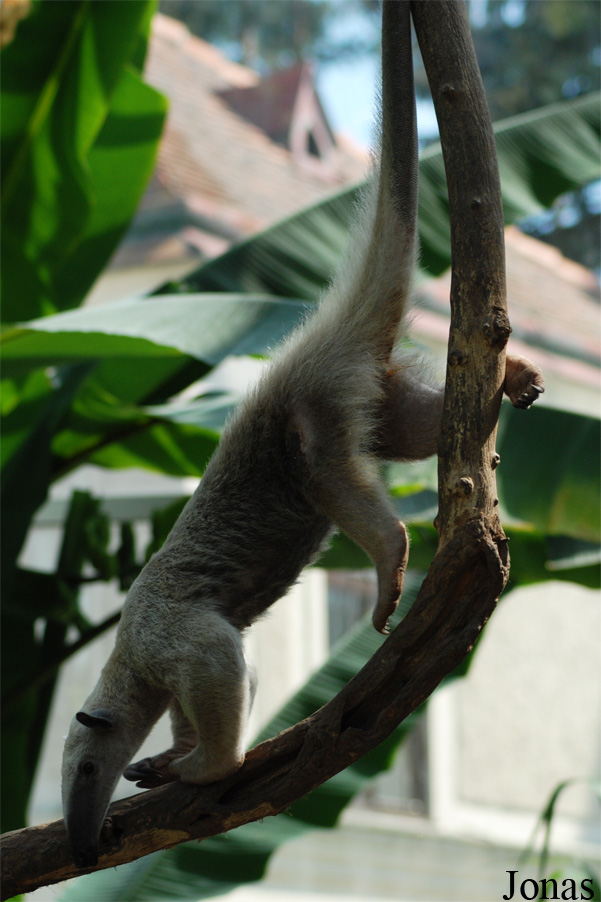 Tamandua tetradactyla