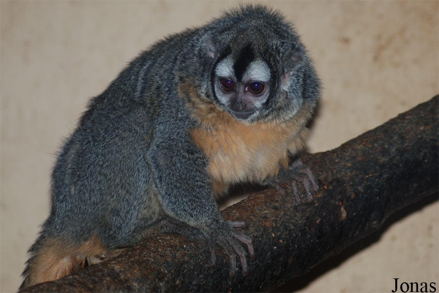 Aotus azarae boliviensis