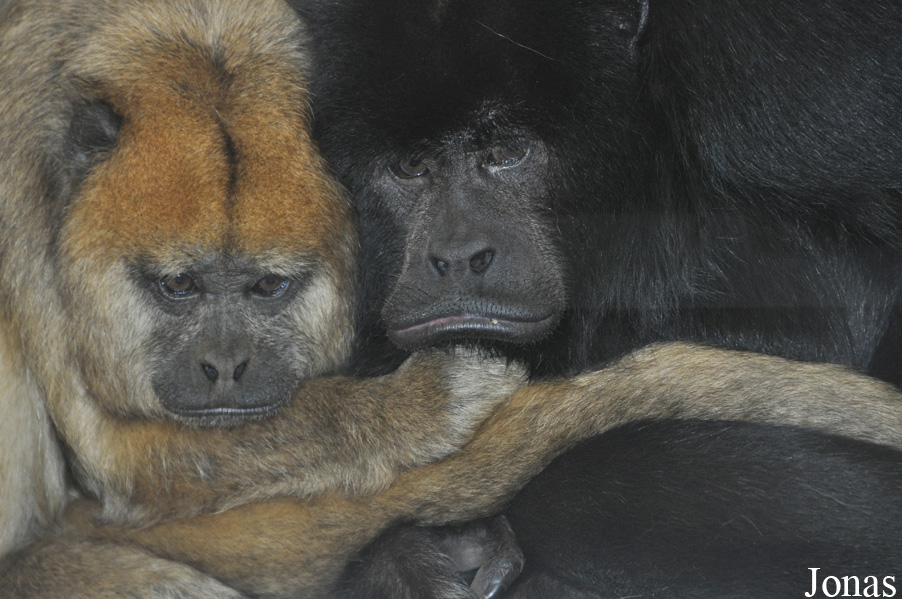Alouatta caraya