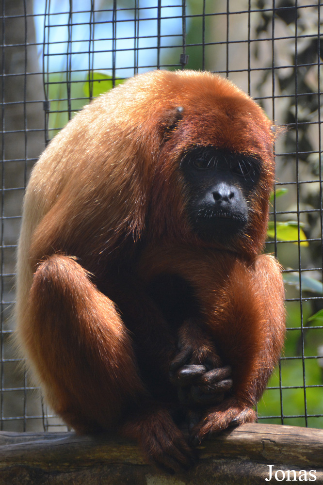 Alouatta macconnelli