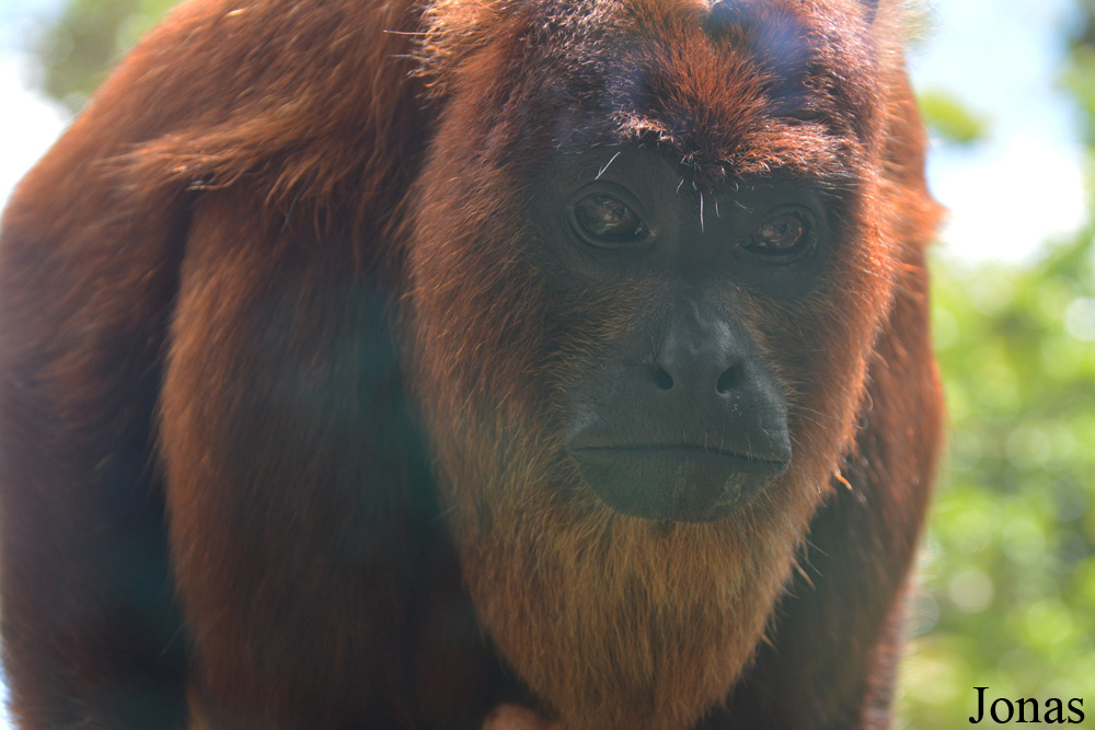 Alouatta macconnelli
