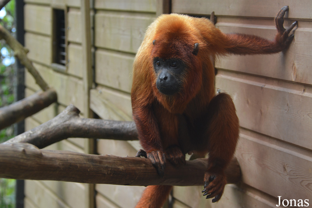 Alouatta macconnelli
