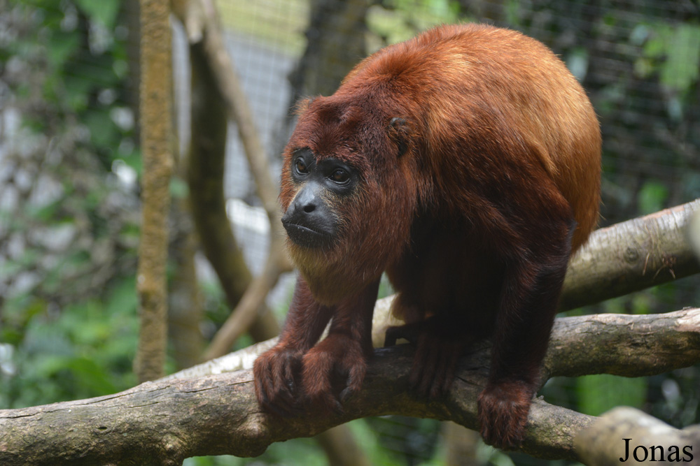 Alouatta macconnelli