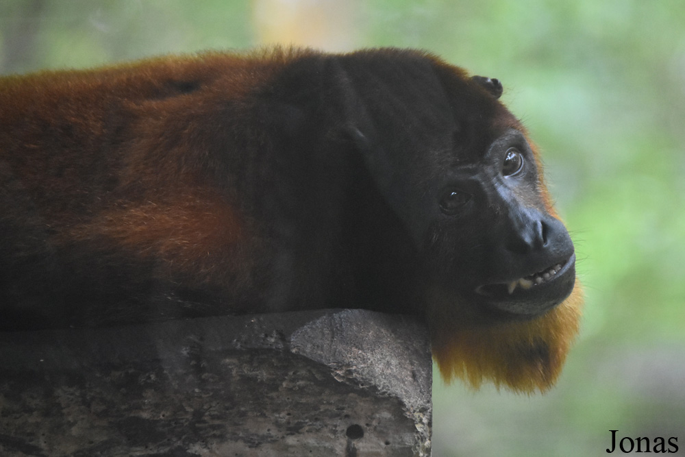 Alouatta macconnelli