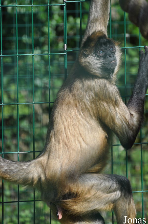 Ateles geoffroyi