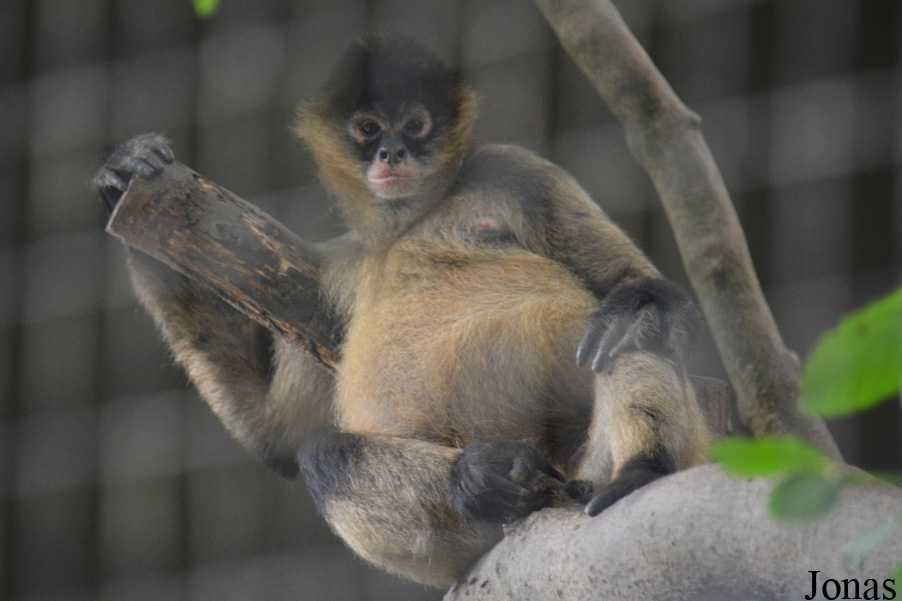 Ateles geoffroyi