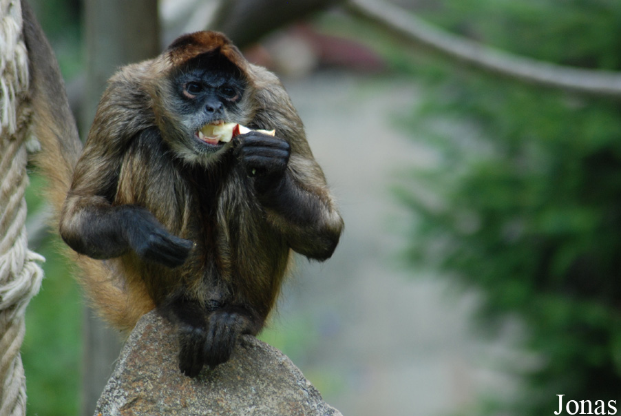 Ateles geoffroyi ornatus