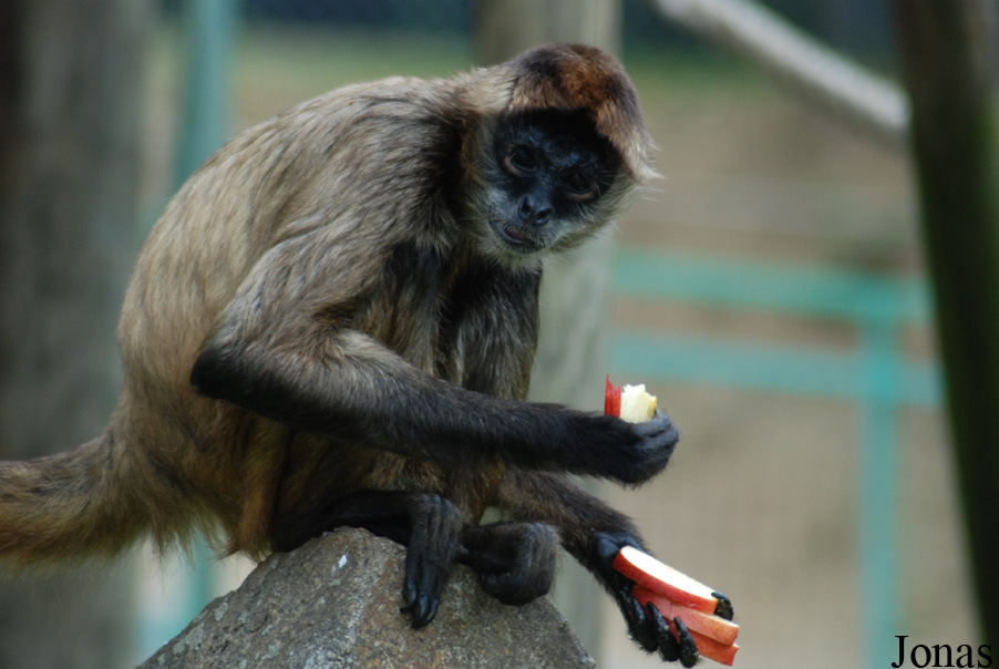 Ateles geoffroyi ornatus