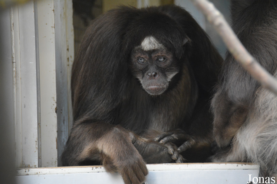 Ateles hybridus