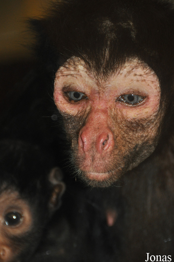 Ateles paniscus