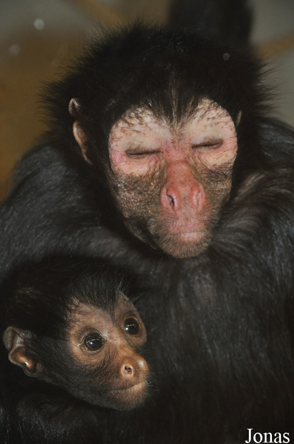 Ateles paniscus