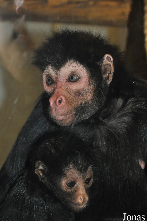 Ateles paniscus