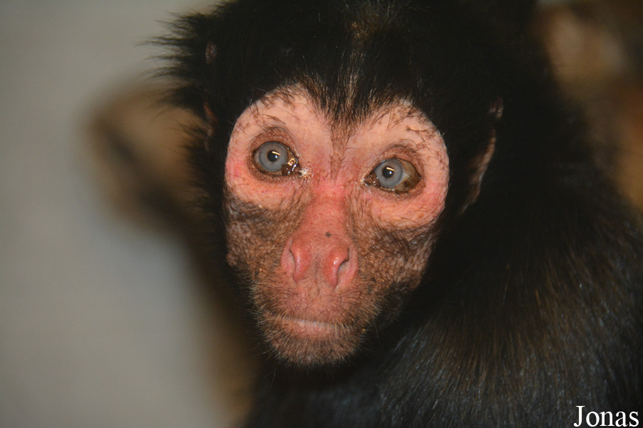 Ateles paniscus