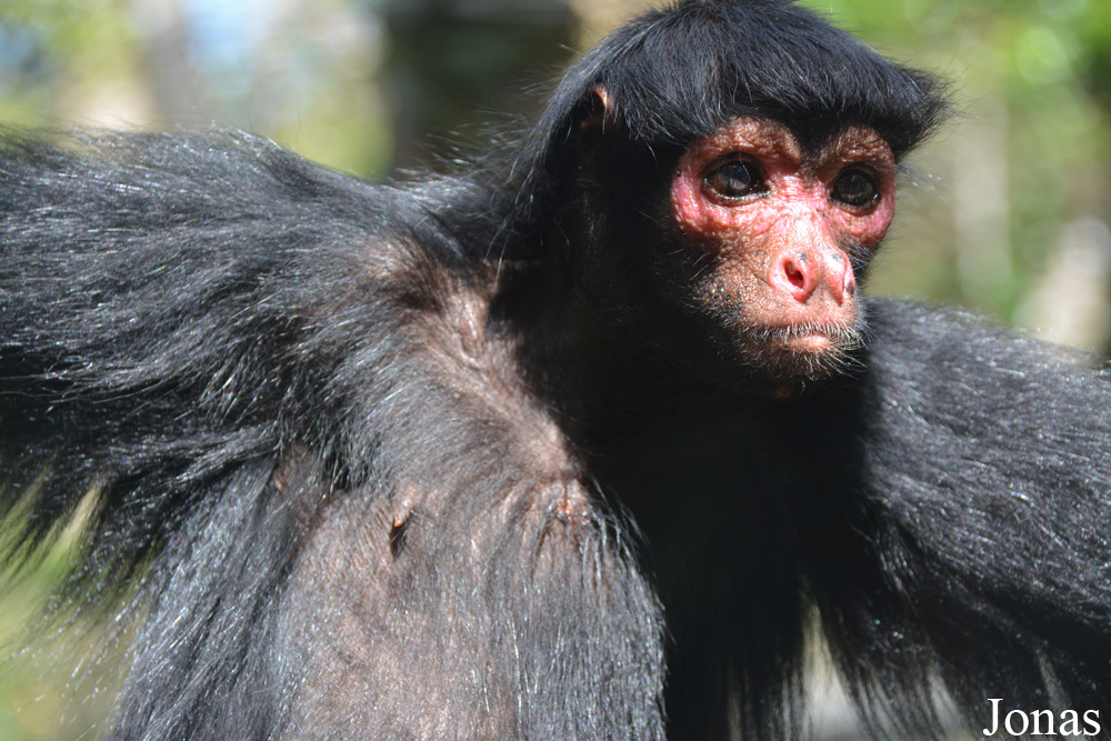 Ateles paniscus