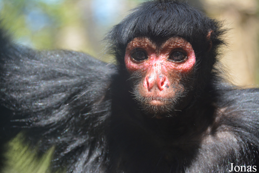 Ateles paniscus