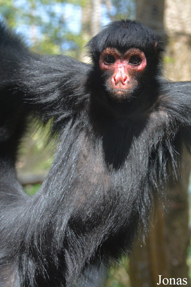 Ateles paniscus