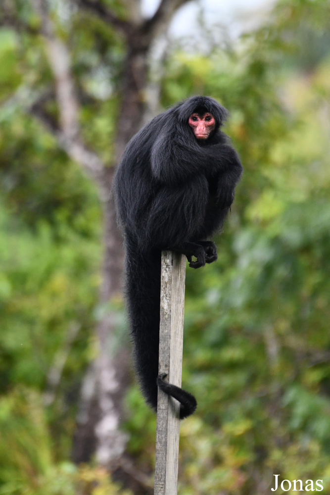 Ateles paniscus