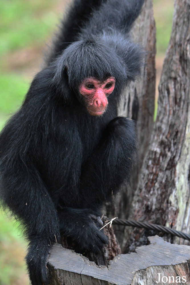 Ateles paniscus