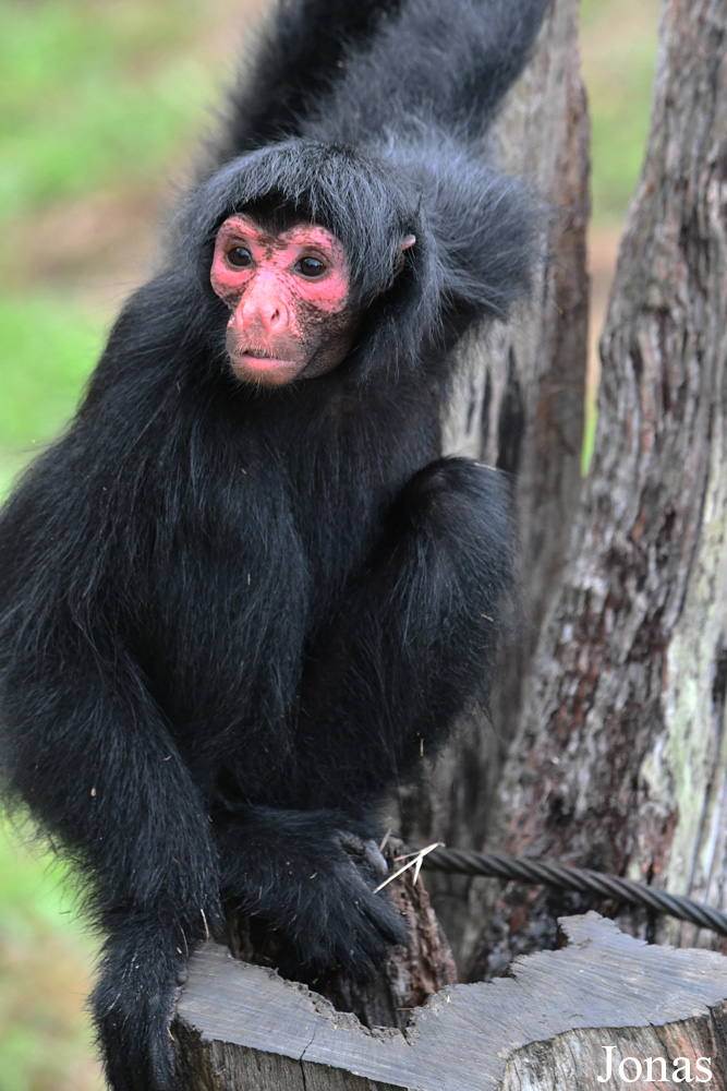 Ateles paniscus