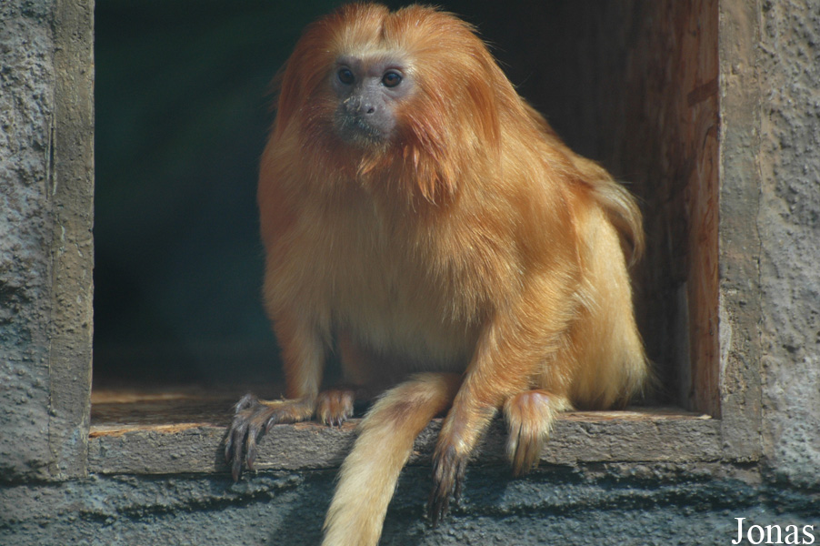 Leontopithecus rosalia