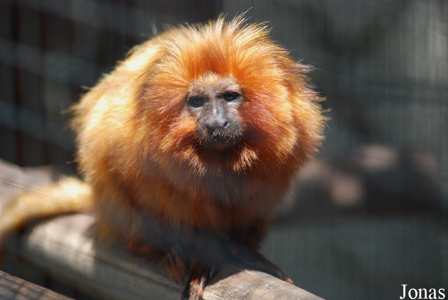 Leontopithecus rosalia