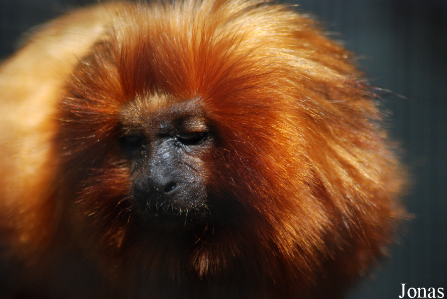 Leontopithecus rosalia