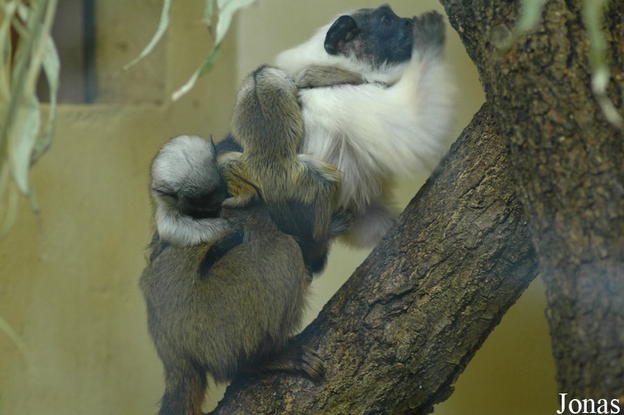 Saguinus bicolor