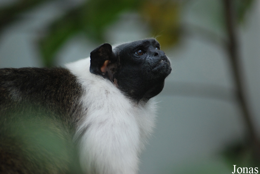 Saguinus bicolor