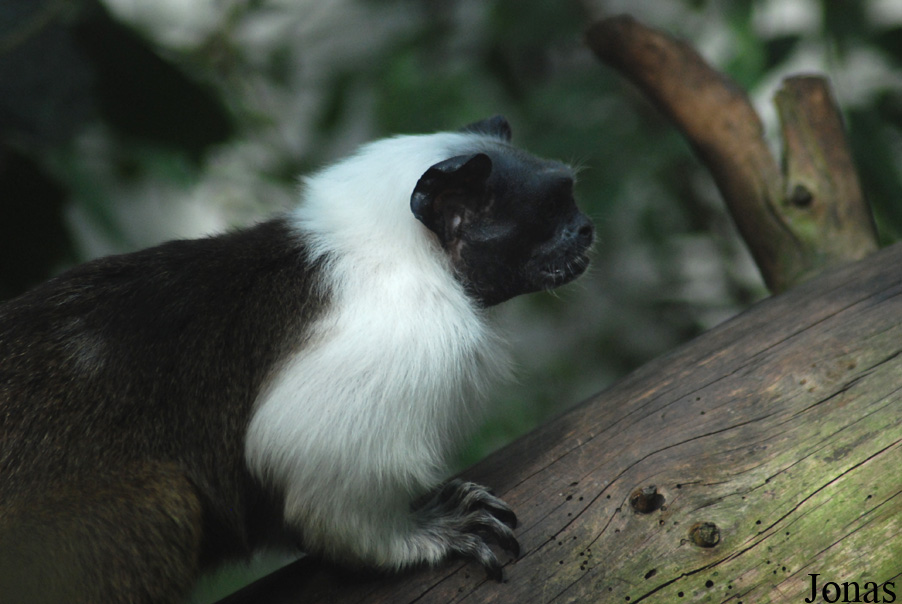 Saguinus bicolor