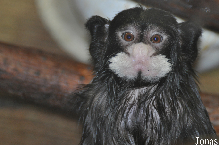 Saguinus mystax