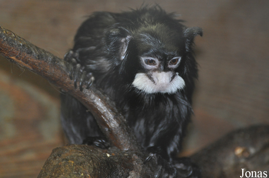 Saguinus mystax