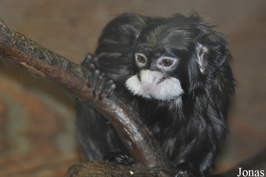 Saguinus mystax
