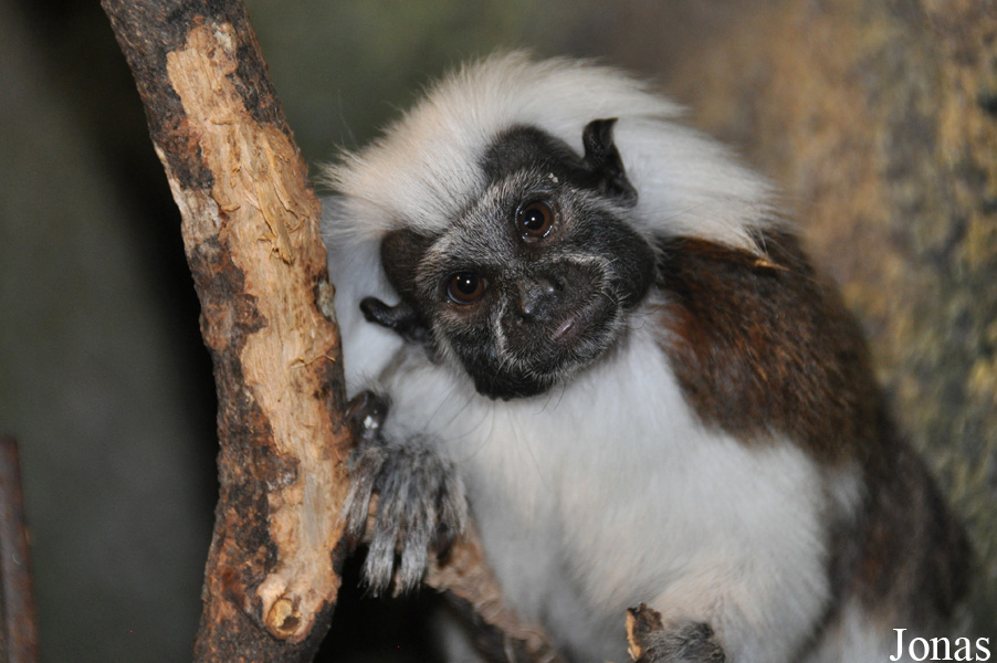 Saguinus oedipus