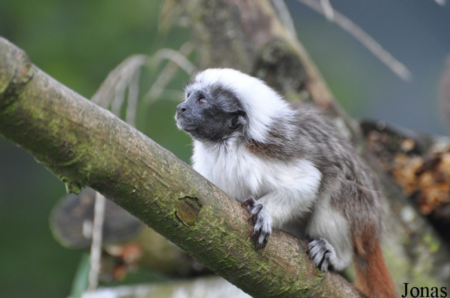 Saguinus oedipus