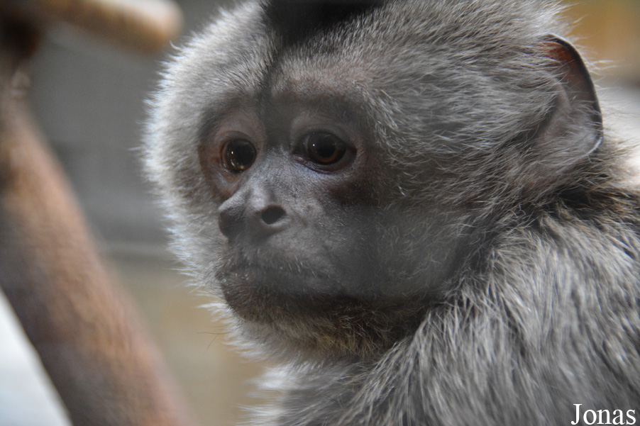 Cebus olivaceus