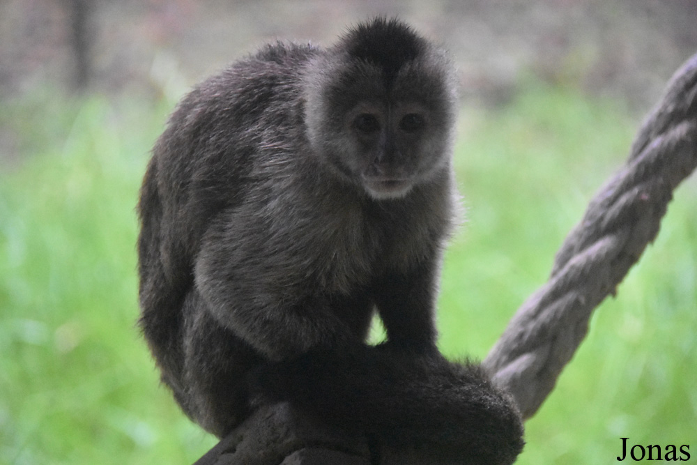 Cebus olivaceus