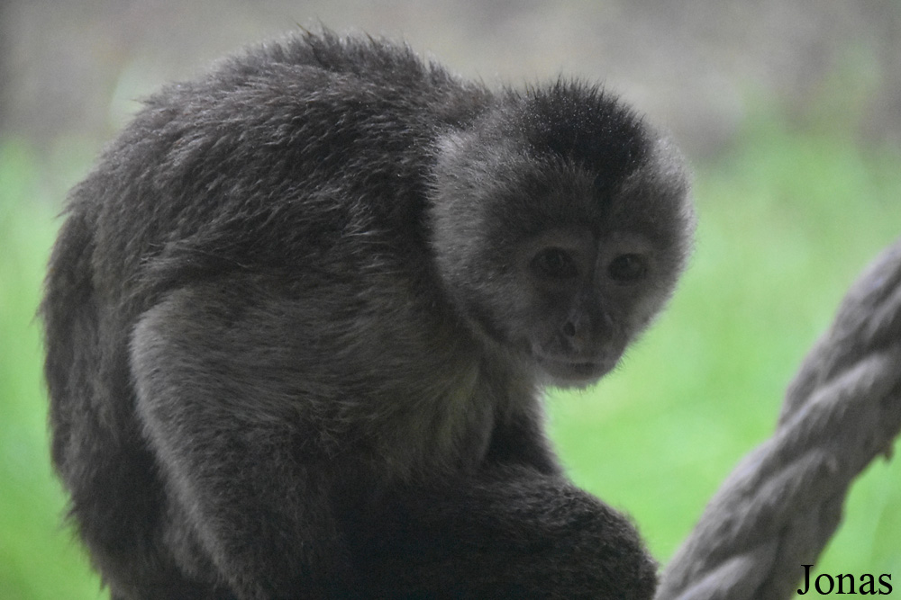 Cebus olivaceus
