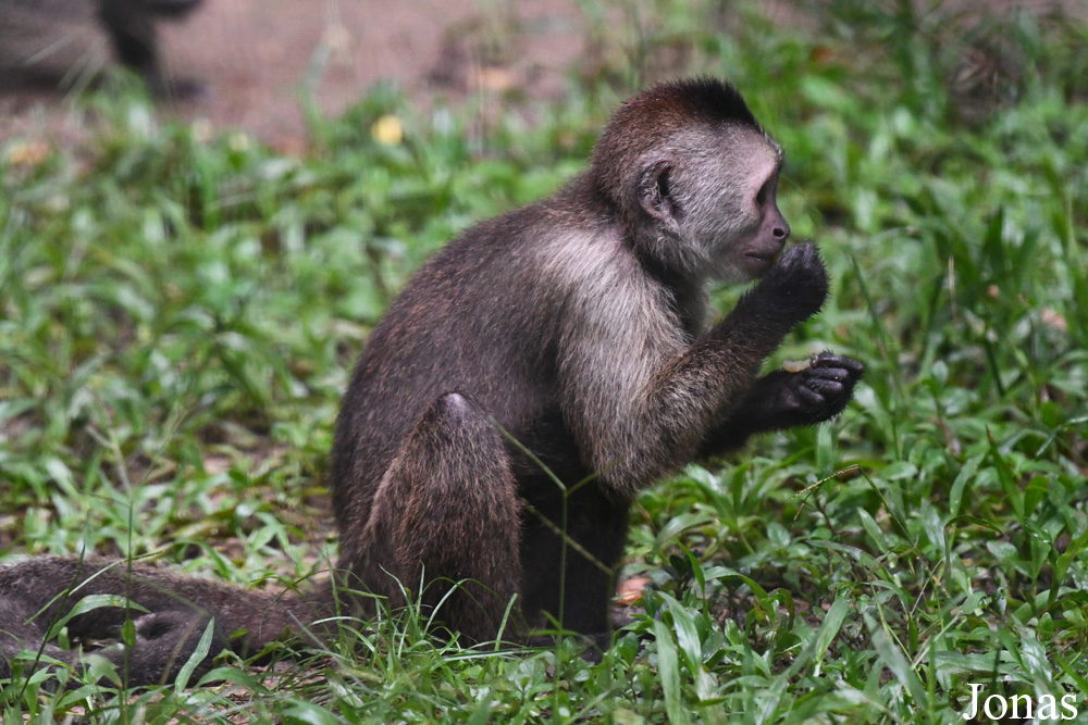 Cebus olivaceus