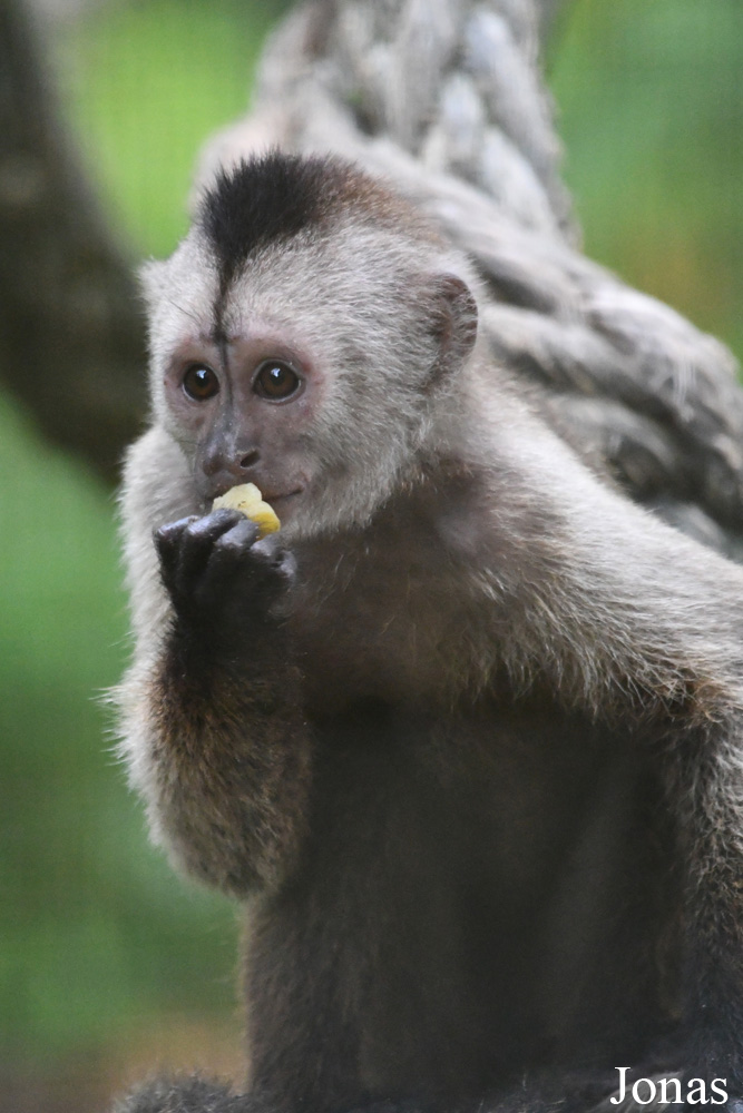Cebus olivaceus