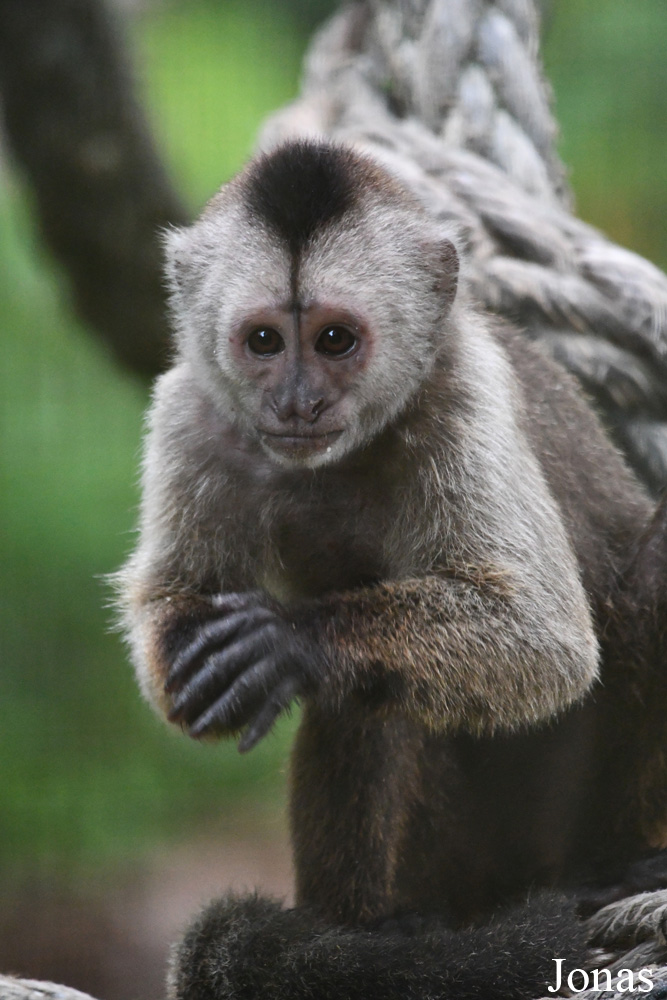 Cebus olivaceus