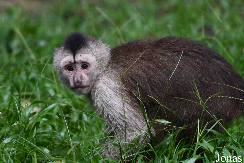 Cebus olivaceus