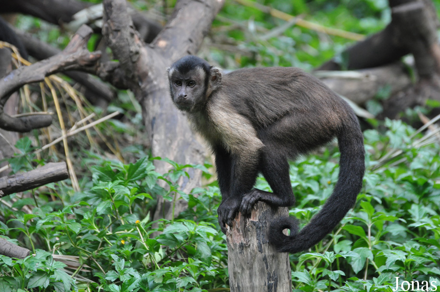 Sapajus apella