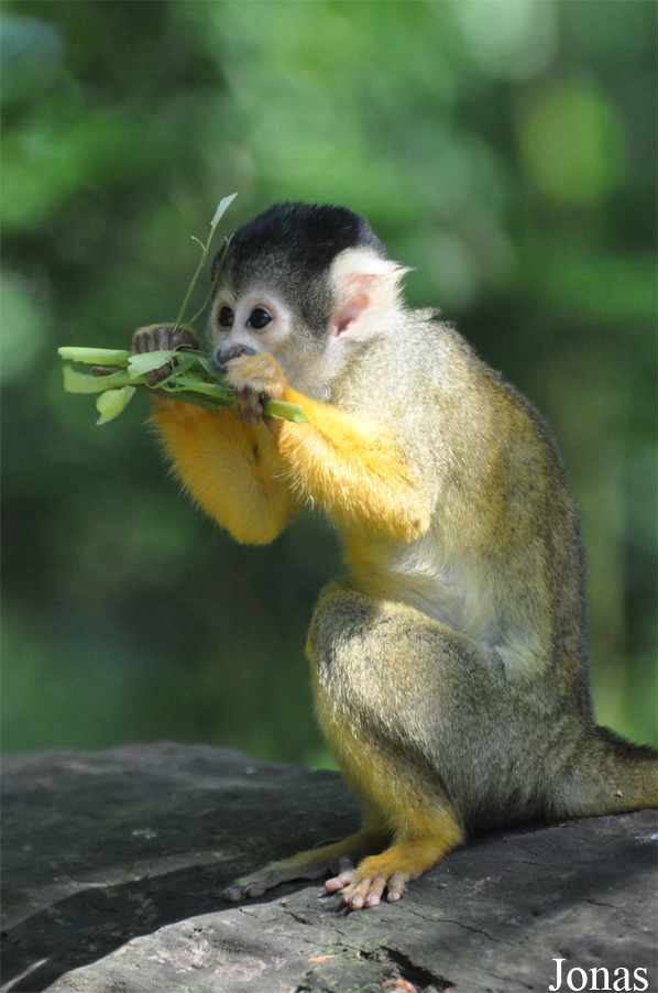 Saimiri boliviensis boliviensis