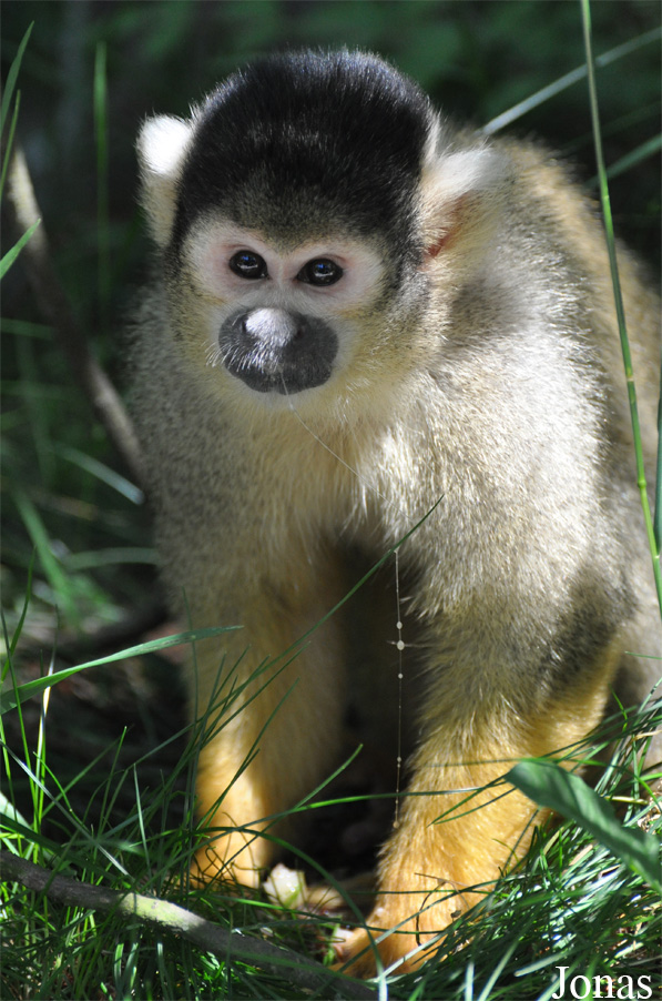Saimiri boliviensis boliviensis