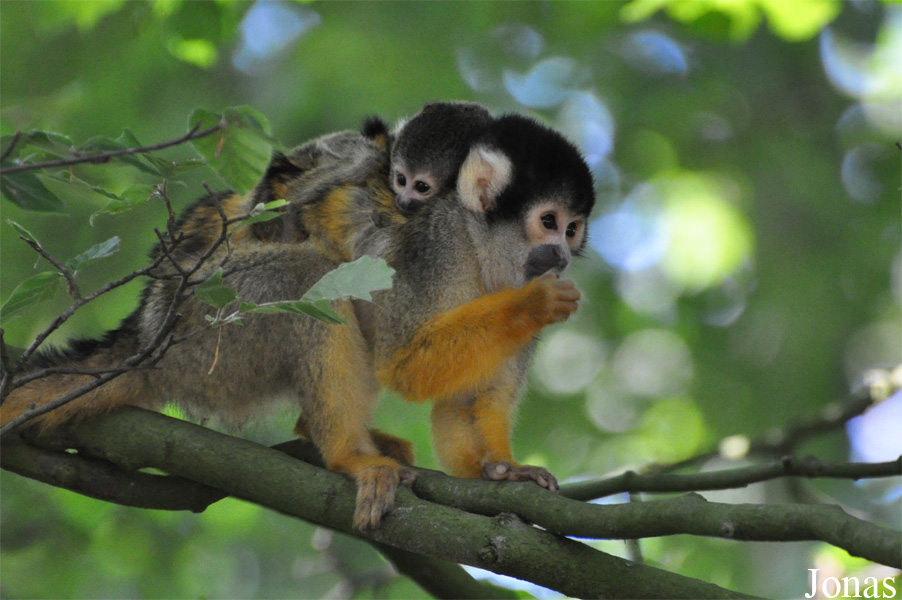 Saimiri boliviensis boliviensis