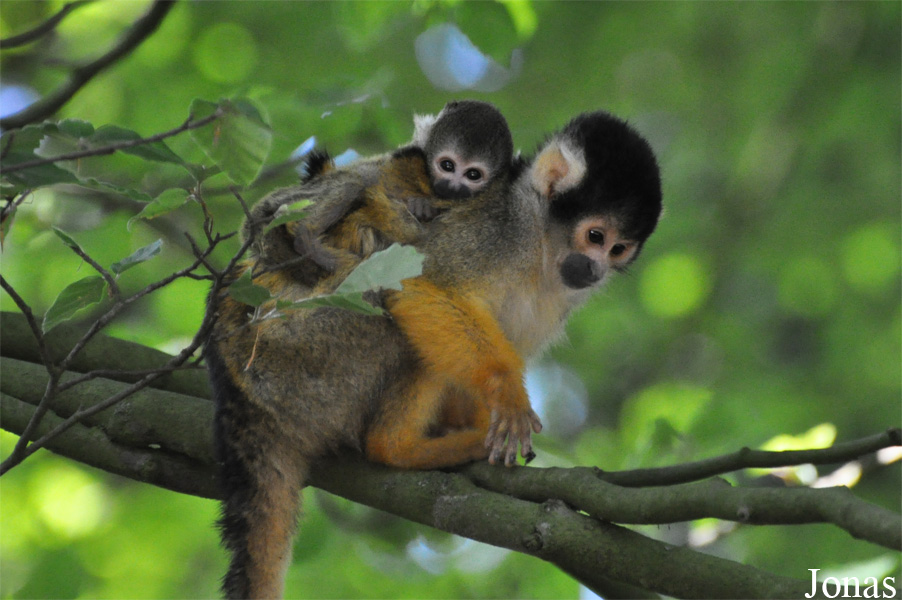 Saimiri boliviensis boliviensis