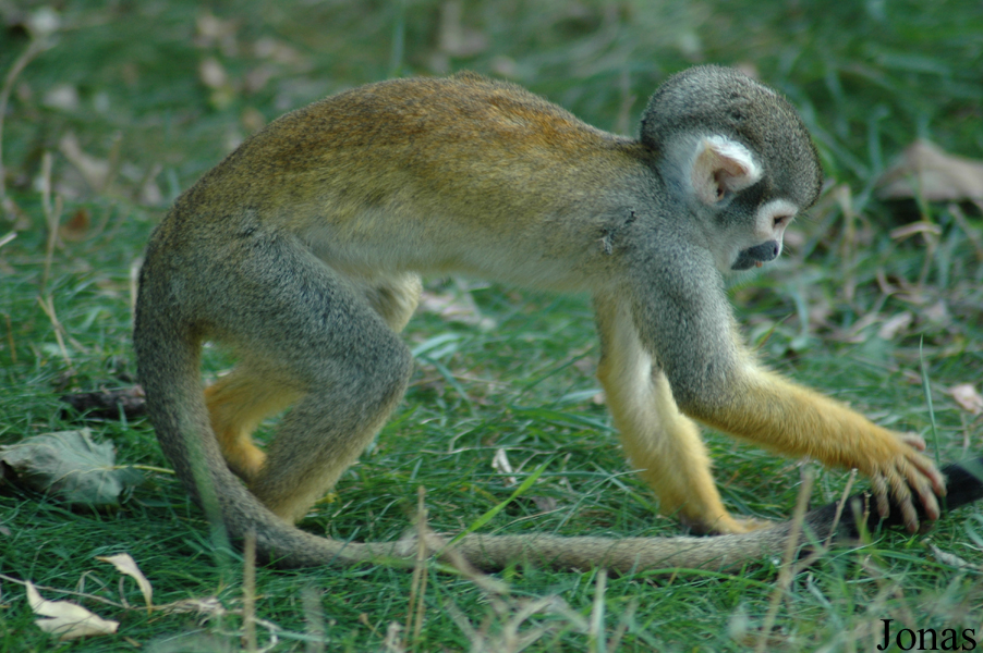 Saimiri boliviensis peruviensis
